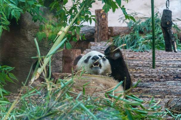 Panda at the zoo on a sunny summer day - Фото, изображение