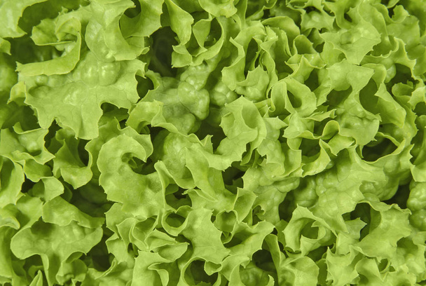 Göndör saláta közelről - Fotó, kép