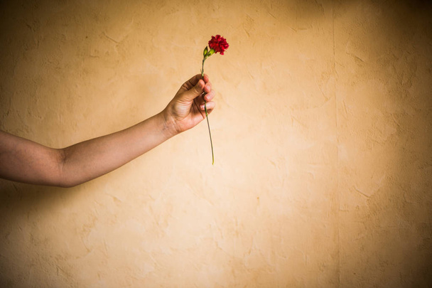 naisten käsi neilikka kukka
 - Valokuva, kuva