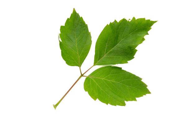 Box Elder Acer negundo  tree leaf isolated on white background - Photo, Image