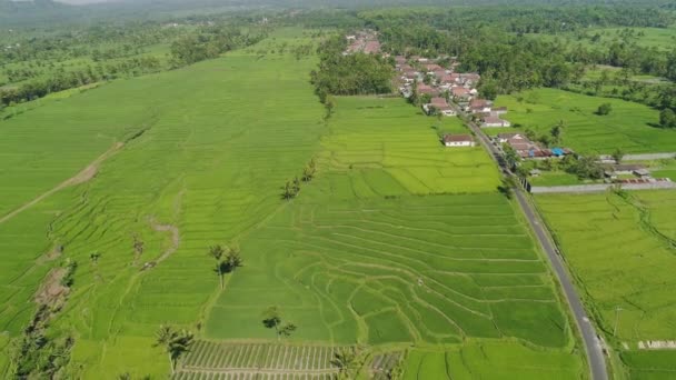 Riisiterassit ja maatalousmaa Indonesiassa - Materiaali, video