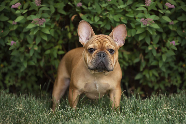 francês bulldog cachorro ao ar livre
 - Foto, Imagem