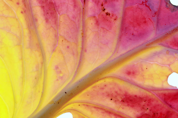 multicolored cabbage leaf in autumn - Zdjęcie, obraz