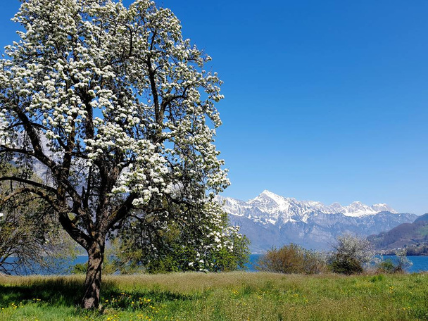poirier fleuri, sommets enneigés, entre le bleu profond du Vallée
 - Photo, image