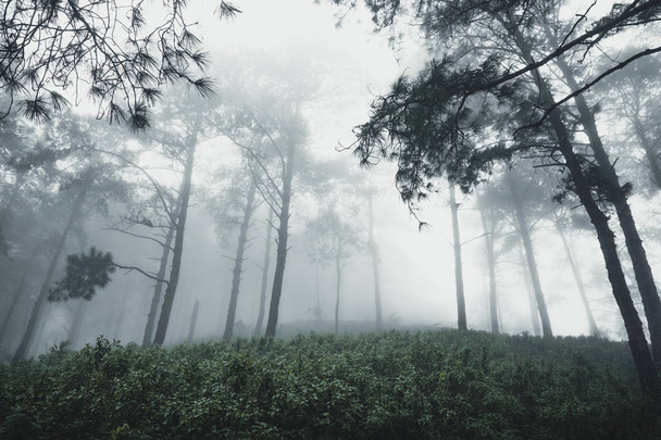 Forêt Pluie et brouillard dans la forêt
 - Photo, image