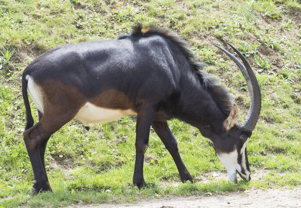 Uzavřete portrét mužské antilopy Hippotragus Niger na zelené trávě. Sobecké antilopy se vyskytují v zalesněné Savannah ve východní Africe jižně od Keni, v Jižní Africe a v Angole. - Fotografie, Obrázek