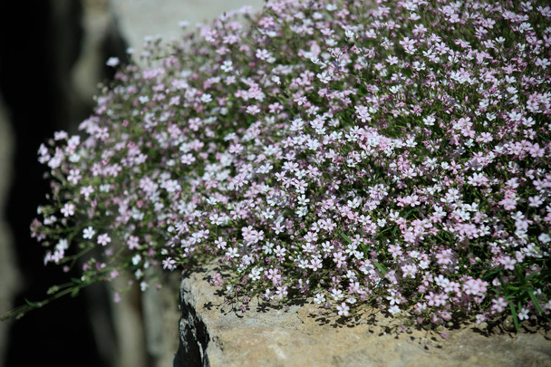Κοντινά πλάνα από λουλούδι της τζίσοσοφης, κατάλληλο για φόντο - Φωτογραφία, εικόνα