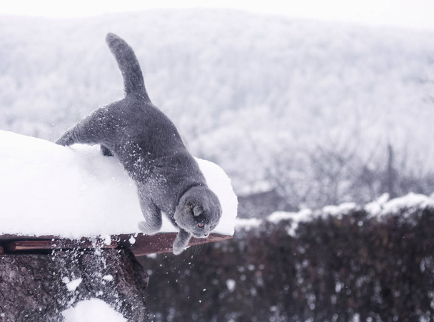 портрет кота на снігу взимку
 - Фото, зображення