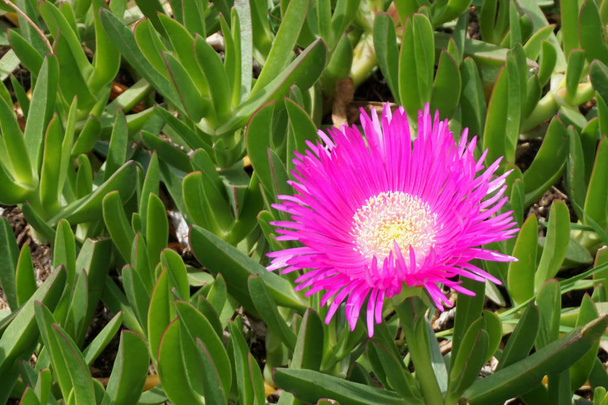 Belleza de la naturaleza con flor lila sobre un fondo de hojas verdes
 - Foto, imagen