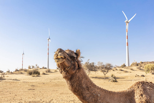 Dromedaris met windturbine in de Thar-woestijn - Foto, afbeelding