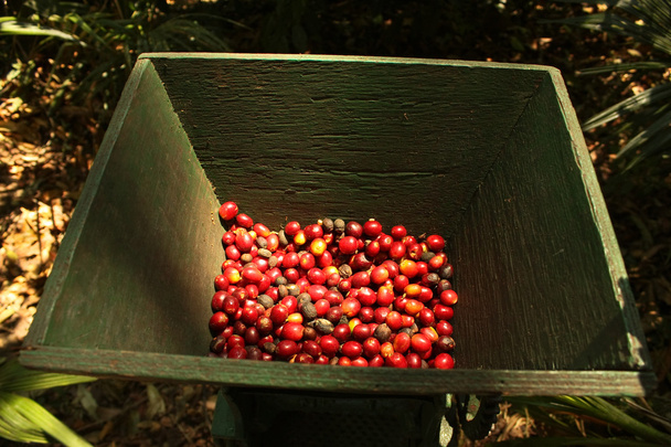 Group of organic coffee beans. - Photo, Image