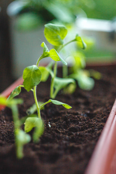 Les jeunes plants les plants sont plantés dans une rangée dans les pots de balcon, en gros plan. Style de vie
 - Photo, image