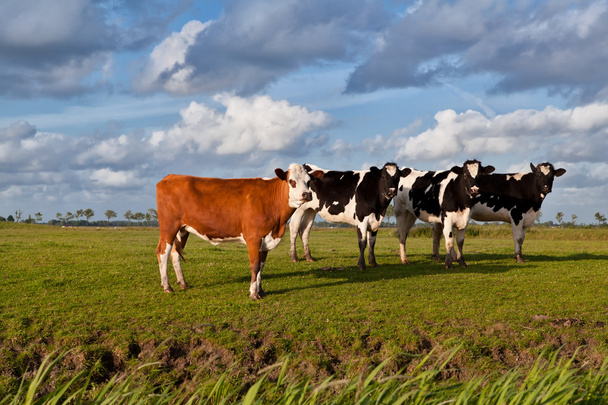 néhány tehenek legelőn - Fotó, kép