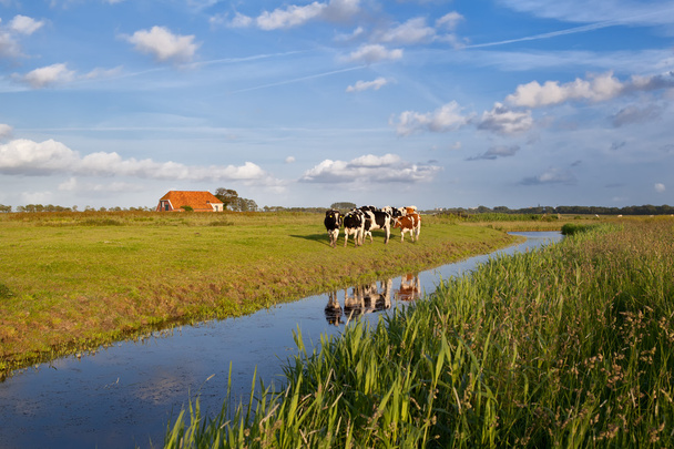 szarvasmarha, a holland mezőgazdasági terület - Fotó, kép