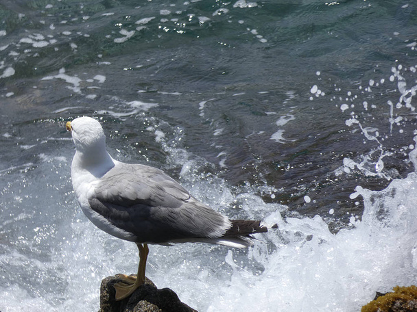 Розслаблена чайка на скелі з тлом блакитного середземноморського моря. Чайки літають і планують дуже добре
. - Фото, зображення