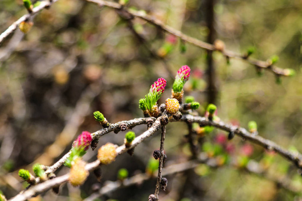 Conos ovulados y conos de polen de alerce en primavera
. - Foto, Imagen
