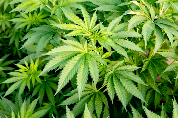 Culturas médicas de cannabis quase prontas para a colheita
   - Foto, Imagem