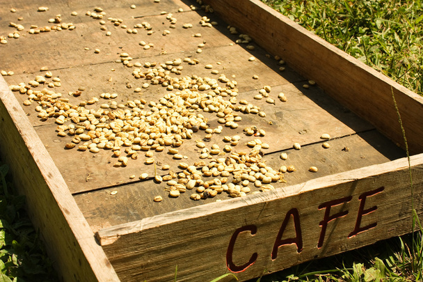 tradiční systém sušení káva - Fotografie, Obrázek