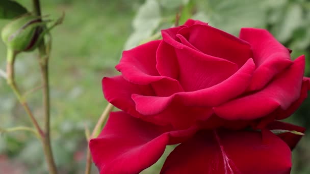 Čajový Hybrid růží. Rosa se sráží na okvětní jasně červené růže. V létě kvetou na Ukrajině nejkrásnější květy červených růží. Na Ukrajině je šero. Pozadí s růžemi pro telefon a tablet. Království rostlin a květin. - Záběry, video