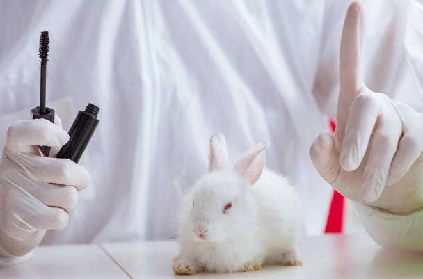 Coniglio bianco nell'esperimento di laboratorio scientifico - Foto, immagini