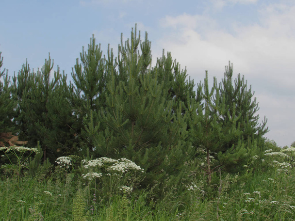 Un grupo de árboles de bosque verde de abetos con hierba de prado alto y flores silvestres blancas a lo largo del borde inferior
 - Foto, Imagen