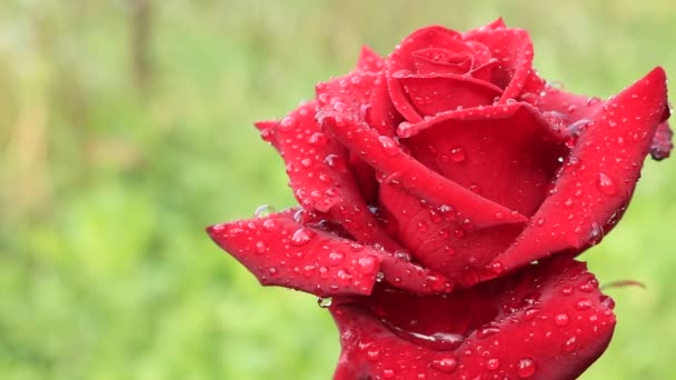 Čajový Hybrid růží. Rosa se sráží na okvětní jasně červené růže. V létě kvetou na Ukrajině nejkrásnější květy červených růží. Na Ukrajině je šero. Pozadí s růžemi pro telefon a tablet. Království rostlin a květin. - Záběry, video