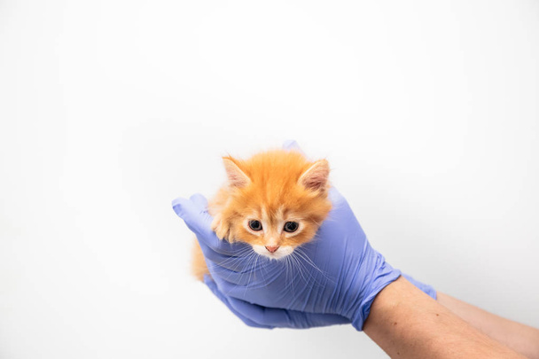 Огляд і лікування імбирного кошеня лікарем у ветеринарній клініці ізольовано на білому тлі, вакцинація домашніх тварин
. - Фото, зображення