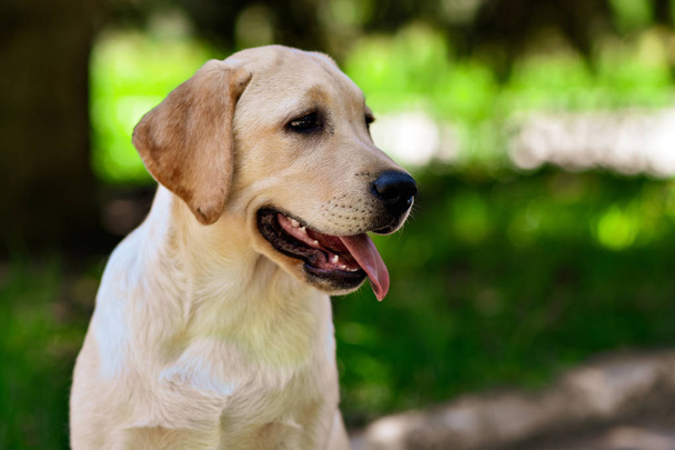 labrador retriever köpek yavrusu sarı - Fotoğraf, Görsel