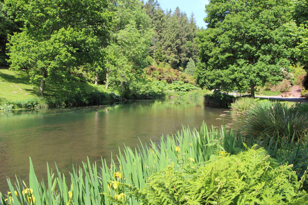 Teich im Park - Foto, Bild