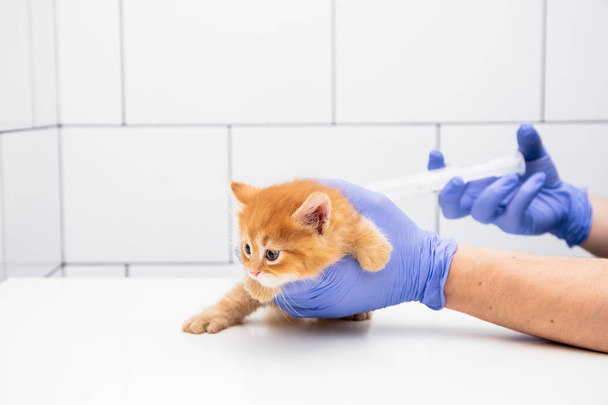 Kontrol ve beyaz arka plan izole bir veteriner kliniğinde bir doktor tarafından bir zencefil kedi yavrusu tedavisi, evcil hayvan aşısı. - Fotoğraf, Görsel