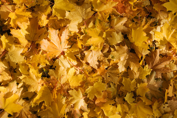 Fallen leaves - Фото, зображення