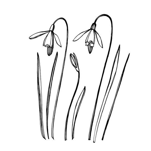 Snowdrop spring flowers. Botanical plant illustration. Vintage medicinal herbs sketch set of ink hand drawn medical herbs and plants sketch. - Zdjęcie, obraz
