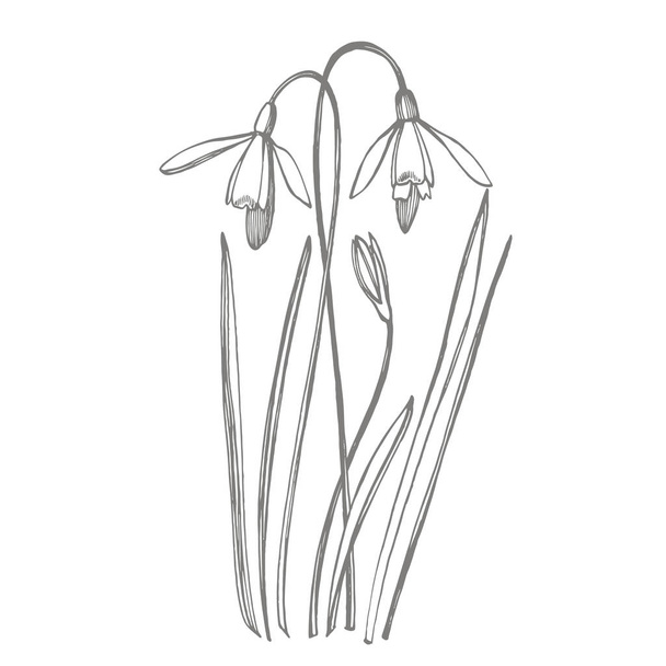 Snowdrop spring flowers. Botanical plant illustration. Vintage medicinal herbs sketch set of ink hand drawn medical herbs and plants sketch. - Fotoğraf, Görsel