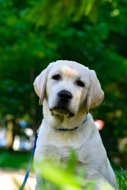 labrador retriever divertido cachorro amarillo
 - Foto, imagen