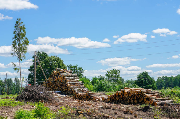 desmatamento, pilha de árvores cortadas prontas para transporte
 - Foto, Imagem