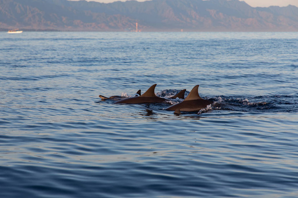 Vista de um grupo de golfinhos selvagens nadando na praia de Lovina, Bali
 - Foto, Imagem