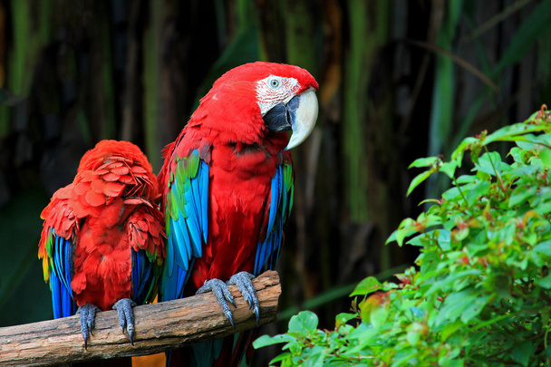 Papagaio Mãe e criança colorido
 - Foto, Imagem