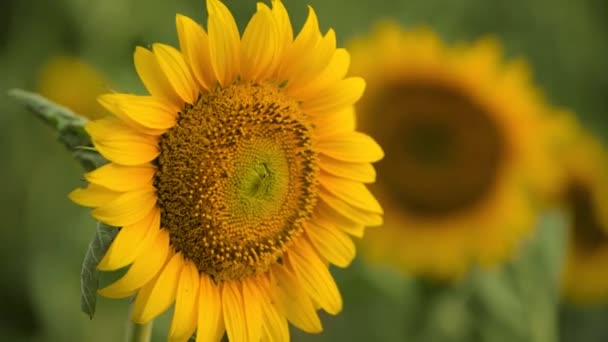 Pole słonecznika-piękny letni krajobraz - Materiał filmowy, wideo