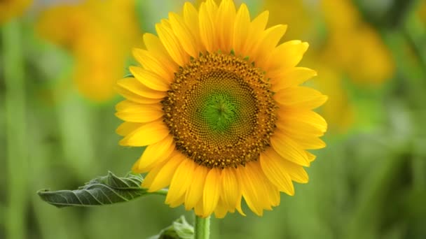Соняшникове поле - красивий літній пейзаж
 - Кадри, відео