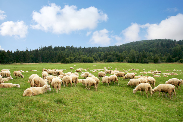 群れの羊 - 写真・画像