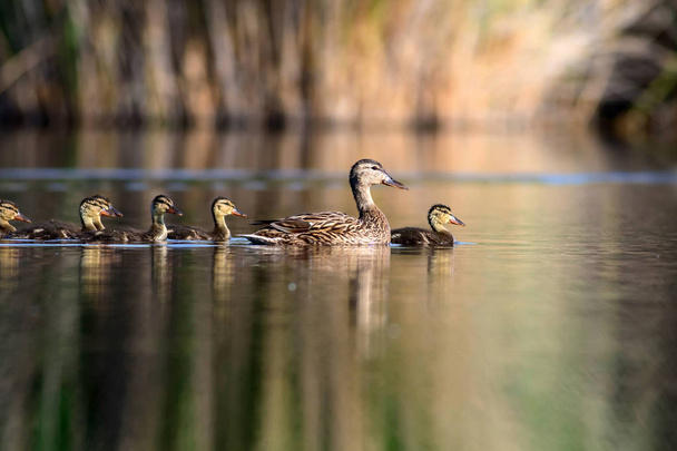 Aranyos kacsa-család. A természet háttere. Madár: Mallard. Anas platyrhynchos - Fotó, kép