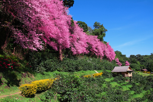 Sakura vaaleanpunainen kukka Chiangmai Thaimaa
 - Valokuva, kuva