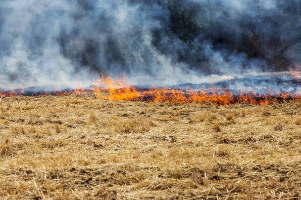 Metsä ja aro tulipalot kuivuvat täysin tuhota pellot ja arot aikana vakava kuivuus. Katastrofi aiheuttaa säännöllistä vahinkoa alueen luonnolle ja taloudelle. Valot kenttä sadon vehnän
 - Valokuva, kuva