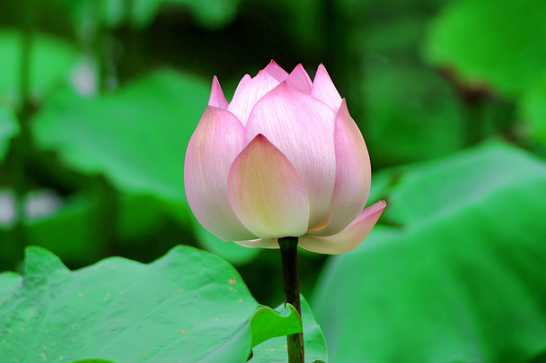 Lotus - Valokuva, kuva