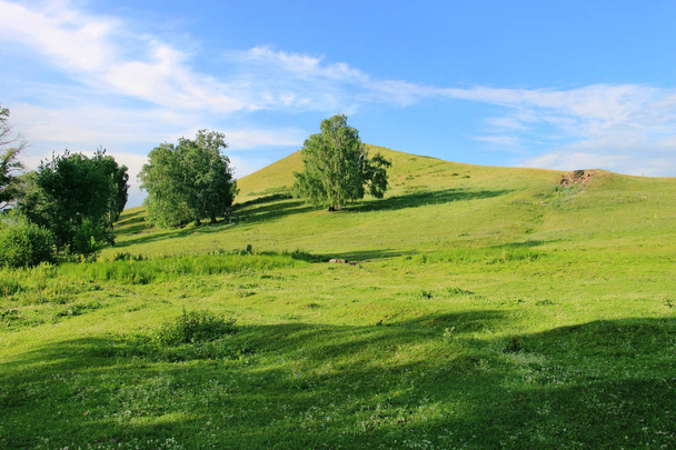 Quelques arbres sur une colline verdoyante à un jour d'été
 - Photo, image