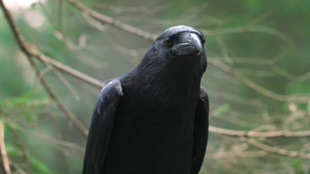 Corvo preto com bico grande olhando para fora para a presa. Animais selvagens em habitat natural
 - Filmagem, Vídeo