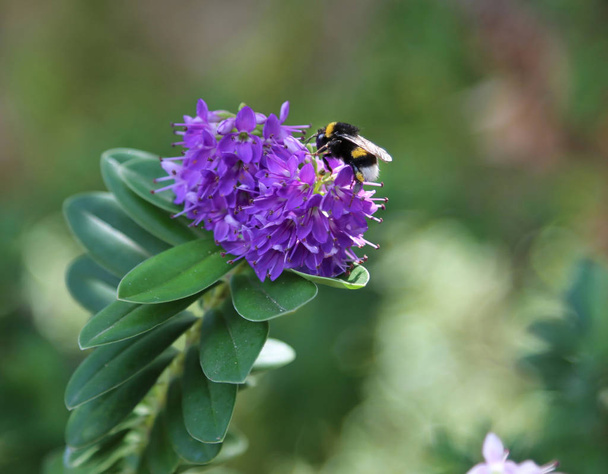 Purple flowers of Hebe franciscana - Photo, Image