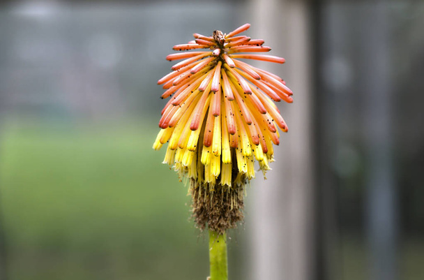Kniphofia uvaria, tritomea, red hot poker, torch lily   - Photo, Image