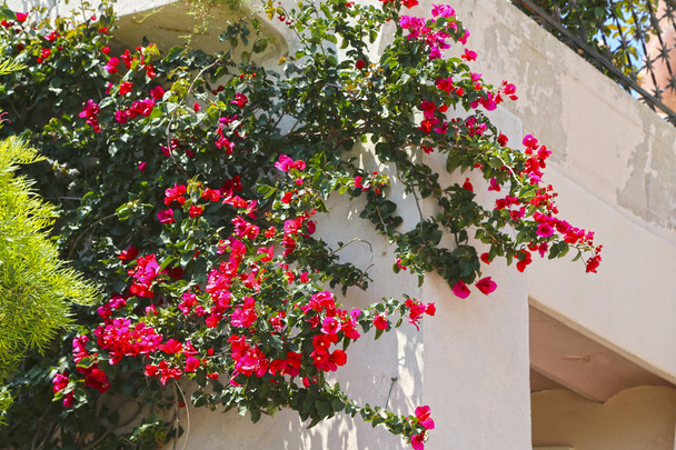 Blooming red bougainvillea adorns the entrance to the house - Фото, изображение