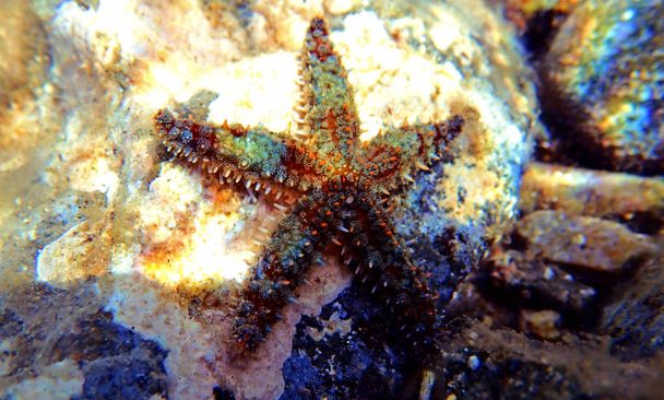 Estrella del mar de roca mediterránea - Coscinasterias tenuispina
 - Foto, Imagen